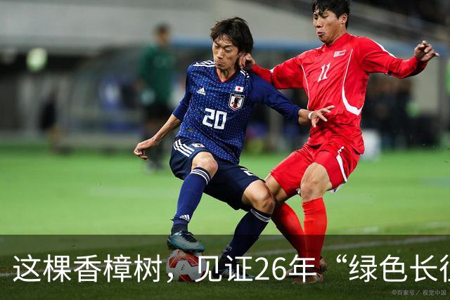 这棵香樟树，见证26年“绿色长征”